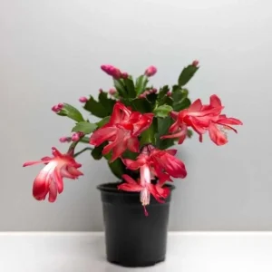 Red Christmas Cactus Live Plant – 2-Pack, 4-6 Inch Tall Holiday Cactus - Image 2