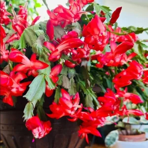 Red Christmas Cactus Live Plant – 2-Pack, 4-6 Inch Tall Holiday Cactus - Image 3