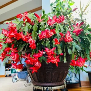 Red Christmas Cactus Live Plant – 2-Pack, 4-6 Inch Tall Holiday Cactus - Image 4