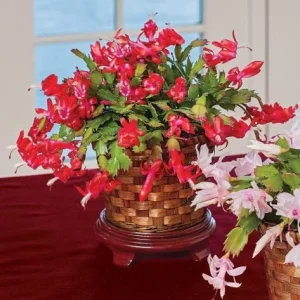 Red Christmas Cactus Live Plant – 2-Pack, 4-6 Inch Tall Holiday Cactus - Image 5