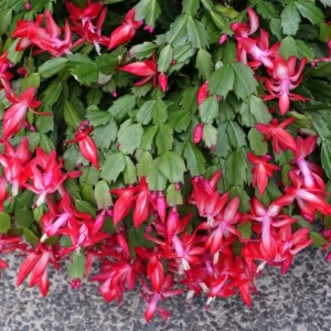 Red Christmas Cactus Live Plant, Schlumbergera, 4 Inch Pot, Houseplant - Image 2