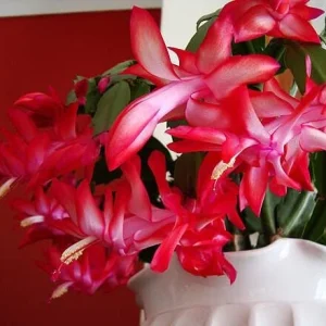 Red Christmas Cactus Live Plant, Schlumbergera, 4 Inch Pot, Houseplant - Image 3