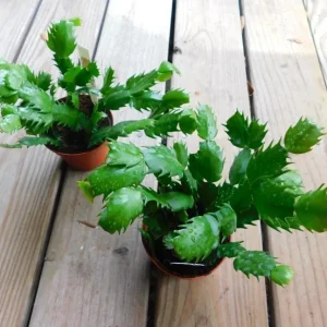 Red Christmas Cactus Live Plant, Schlumbergera, 4 Inch Pot, Houseplant - Image 4