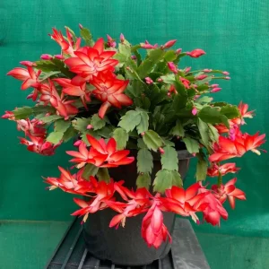 Red Christmas Cactus Live Plant, Schlumbergera, 4 Inch Pot, Houseplant - Image 7
