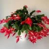 Red Christmas Cactus Live Plant, Schlumbergera, 4 Inch Pot, Houseplant - Image 1