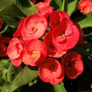 Red Crown of Thorns Live Plant - 4 Inch Pot Euphorbia Milii Succulent - Image 2