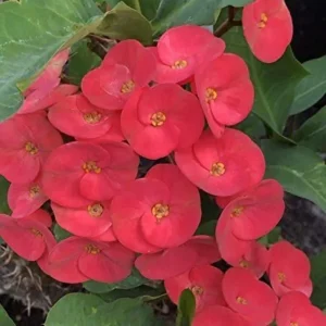 Red Crown of Thorns Live Plant - 4 Inch Pot Euphorbia Milii Succulent - Image 3