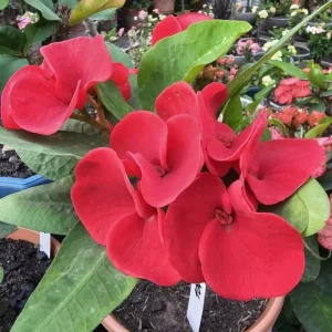 Red Crown of Thorns Live Plant - 4 Inch Pot Euphorbia Milii Succulent - Image 4