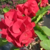 Red Crown of Thorns Live Plant - 4 Inch Pot Euphorbia Milii Succulent - Image 1
