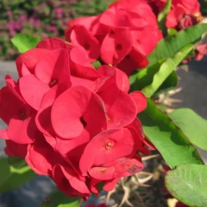 Red Crown of Thorns Live Plant - 4 Inch Pot Euphorbia Milii Succulent - Image 1