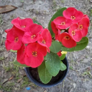 Red Crown of Thorns Live Plant - 4 Inch Pot Euphorbia Milii Succulent - Image 5