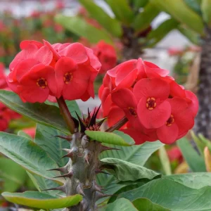 Red Crown of Thorns Live Plant - 4 Inch Pot Euphorbia Milii Succulent - Image 6