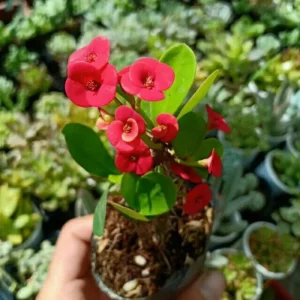 Red Crown of Thorns Live Plant – Euphorbia Milii – 4-6 Inch Tall in 4 Inch Pot – Indoor/Outdoor - Image 2