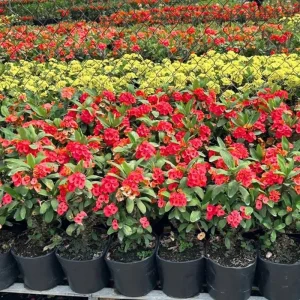 Red Crown of Thorns Live Plant – Euphorbia Milii – 4-6 Inch Tall in 4 Inch Pot – Indoor/Outdoor - Image 4