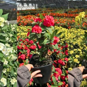 Red Crown of Thorns Live Plant – Euphorbia Milii – 4-6 Inch Tall in 4 Inch Pot – Indoor/Outdoor - Image 5