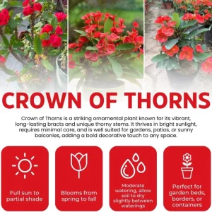 Red Crown of Thorns Live Plant – Euphorbia Milii – 4-6 Inch Tall in 4 Inch Pot – Indoor/Outdoor - Image 6