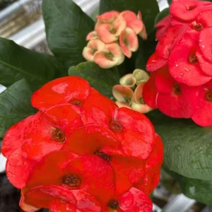 Red Crown of Thorns Live Plant – Euphorbia Milii – 4-6 Inch Tall in 4 Inch Pot – Indoor/Outdoor - Image 7