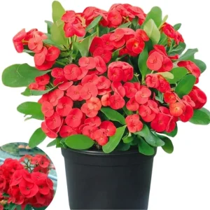 Red Crown of Thorns Live Plant – Euphorbia Milii – 4-6 Inch Tall in 4 Inch Pot – Indoor/Outdoor - Image 1