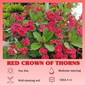 Red Crown of Thorns Live Plant - Euphorbia Milii, 4-7 Inches Tall, 4 Inch Pot, Indoor/Outdoor - Image 2