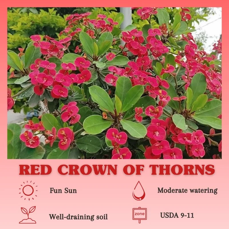 Red Crown of Thorns Live Plant - Euphorbia Milii, 4-7 Inches Tall, 4 Inch Pot, Indoor/Outdoor - Image 2