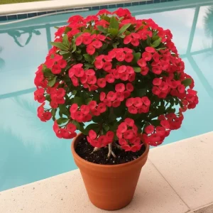 Red Crown of Thorns Live Plant - Euphorbia milii, 4-7 Inches Tall, 4 Inch Pot, Indoor/Outdoor - Image 3