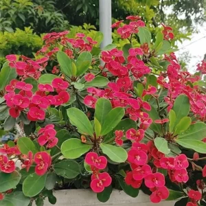 Red Crown of Thorns Live Plant - Euphorbia milii, 4-7 Inches Tall, 4 Inch Pot, Indoor/Outdoor - Image 4
