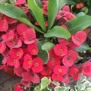 Red Crown of Thorns Live Plant - Euphorbia Milii, 4-7 Inches Tall, 4 Inch Pot, Indoor/Outdoor - Image 5
