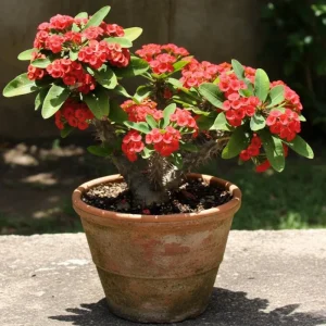 Red Crown of Thorns Live Plant - Euphorbia Milii, 4-7 Inches Tall, 4 Inch Pot, Indoor/Outdoor - Image 6
