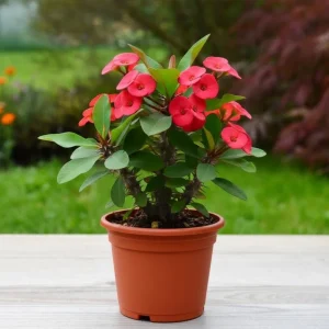 Red Crown of Thorns Live Plant - Euphorbia Milii, 4-7 Inches Tall, 4 Inch Pot, Indoor/Outdoor - Image 1