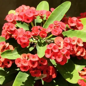 Red Crown of Thorns Live Plant - Euphorbia Milii, 4-7 Inches Tall, 4 Inch Pot, Indoor/Outdoor - Image 7