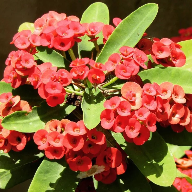 Red Crown of Thorns Live Plant - Euphorbia Milii, 4-7 Inches Tall, 4 Inch Pot, Indoor/Outdoor - Image 7