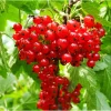 Red Currant Live Plant Bush – Well Rooted, 5-10 Inch Tall - Image 1