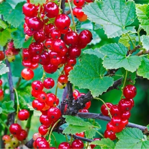Red Currant Live Plant Bush – Well Rooted, 5-10 Inch Tall - Image 4