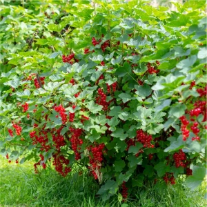 Red Currant Live Plant Bush – Well Rooted, 5-10 Inch Tall - Image 5