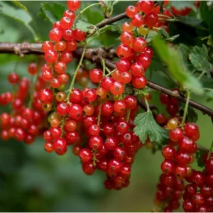 Red Currant Live Plant Bush – Well Rooted, 5-10 Inch Tall - Image 6