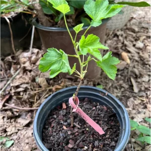 Red Currant Live Plant Bush – Well Rooted, 5-10 Inch Tall - Image 7