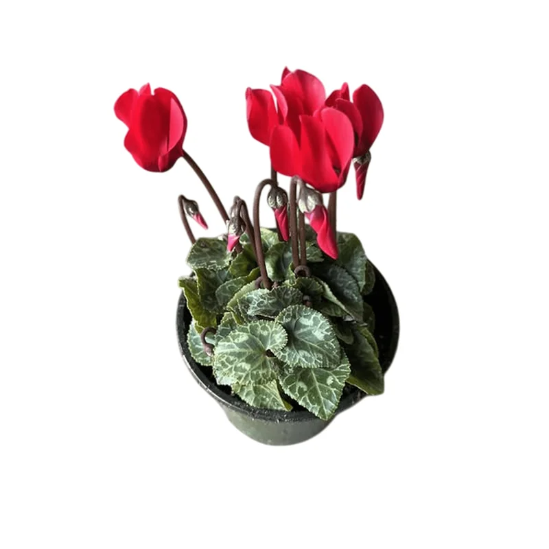 Red Cyclamen Live Plant Persian Violet Flowers 4 inch Pot Indoor - Image 2