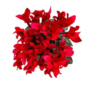Red Cyclamen Live Plant Persian Violet Flowers 4 inch Pot Indoor - Image 1