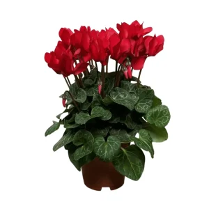 Red Cyclamen Live Plant Persian Violet Flowers 4 inch Pot Indoor - Image 3