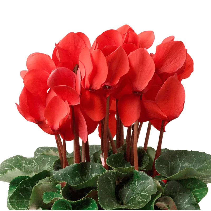 Red Cyclamen Live Plant Persian Violet Flowers 4 inch Pot Indoor - Image 4