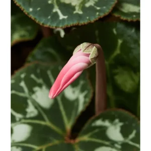 Red Cyclamen Live Plant Persian Violet Flowers 4 inch Pot Indoor - Image 5