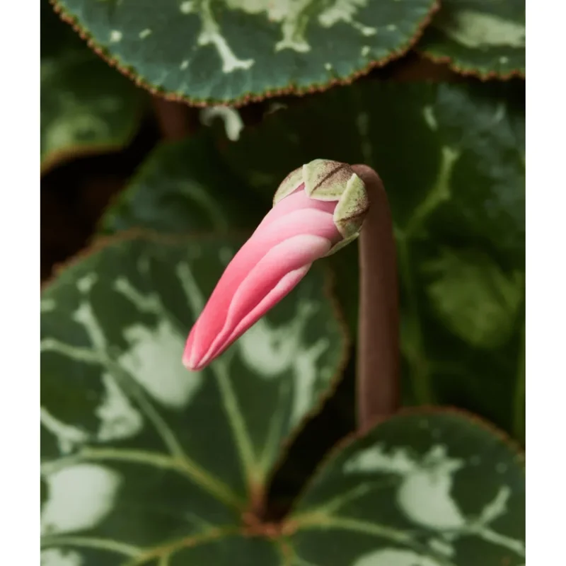 Red Cyclamen Live Plant Persian Violet Flowers 4 inch Pot Indoor - Image 5
