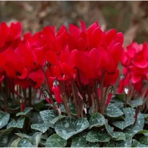 Red Cyclamen Live Plant Persian Violet Flowers 4 inch Pot Indoor - Image 6