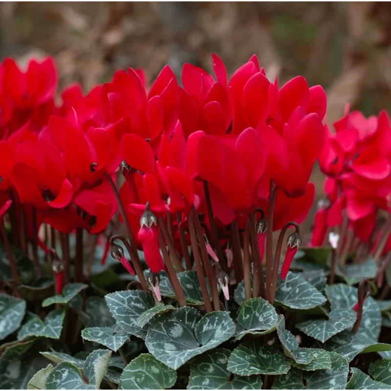 Red Cyclamen Live Plant Persian Violet Flowers 4 inch Pot Indoor - Image 6
