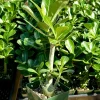 Red Desert Rose Live Plant - Adenium Obesum - Caudex Plant - 4 Inch Pot - Image 1