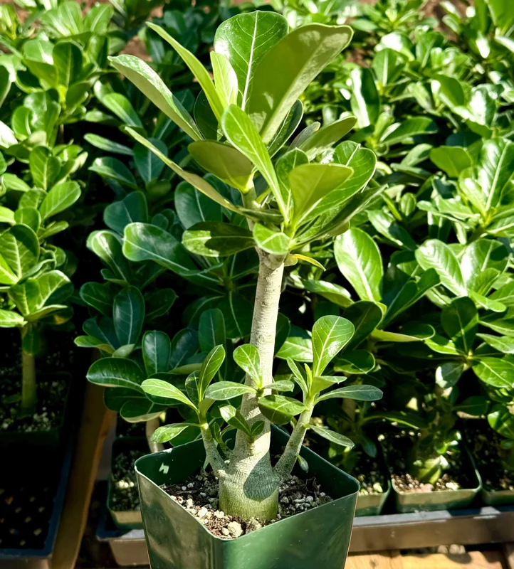 Red Desert Rose Live Plant - Adenium Obesum - Caudex Plant - 4 Inch Pot - Image 1