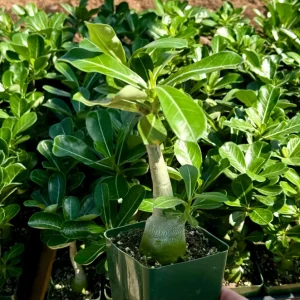 Red Desert Rose Live Plant - Adenium Obesum - Caudex Plant - 4 Inch Pot - Image 3