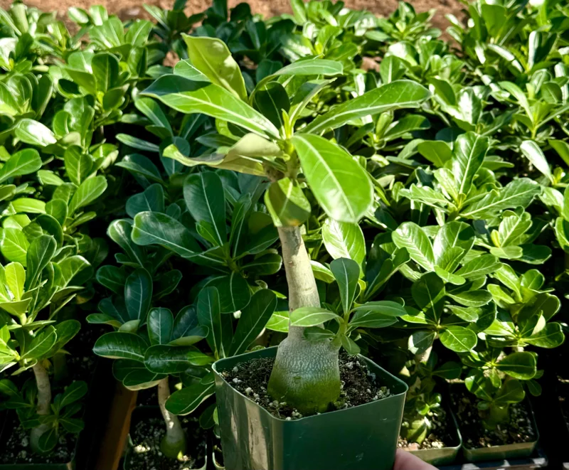 Red Desert Rose Live Plant - Adenium Obesum - Caudex Plant - 4 Inch Pot - Image 3
