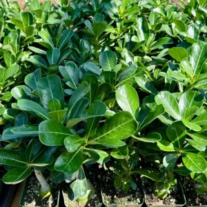 Red Desert Rose Live Plant - Adenium Obesum - Caudex Plant - 4 Inch Pot - Image 4