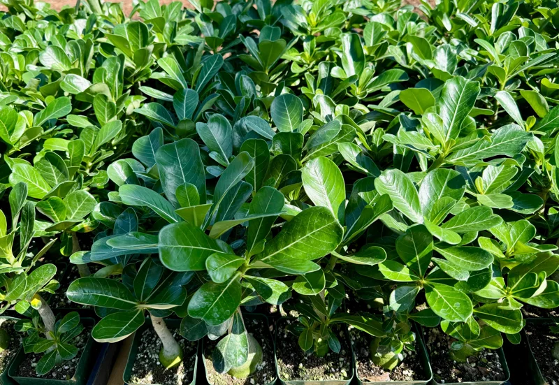 Red Desert Rose Live Plant - Adenium Obesum - Caudex Plant - 4 Inch Pot - Image 4